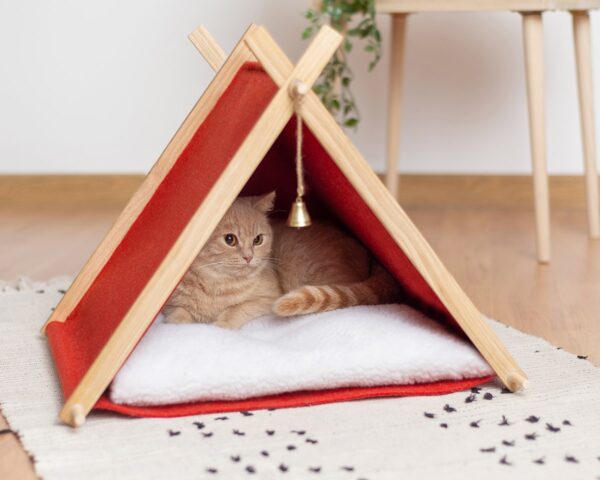 Кот в палатке